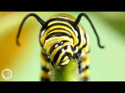 Why Is The Very Hungry Caterpillar So Dang Hungry.
