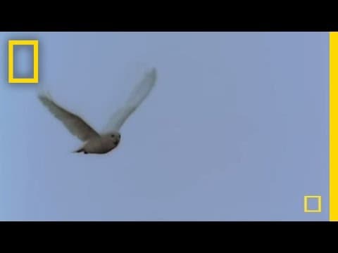 Owl Hunter | National Geographic - YouTube