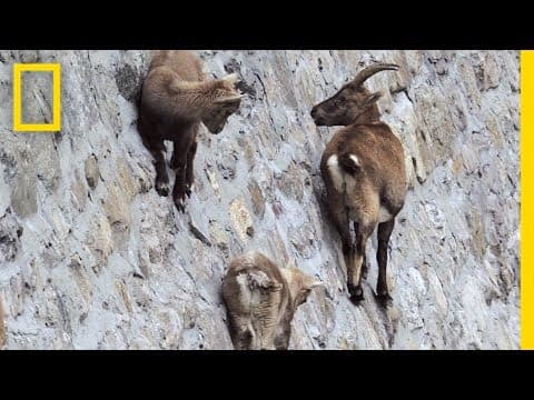 Amazing Footage: Goats Climbing on a Near-Vertical Dam | National Geographic