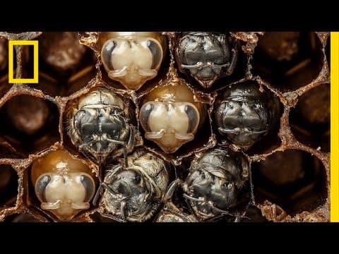 The first 21 days of a bees life, a time lapse in 64 seconds