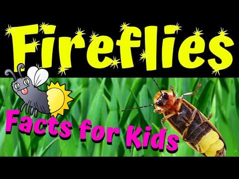 Firefly Facts  - Why Do Fireflies Glow ?
