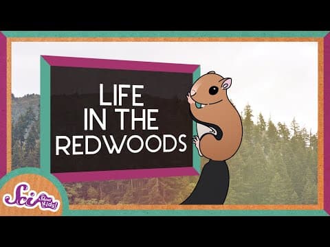 Life in the Redwoods | Explore the Redwoods | SciShow Kids