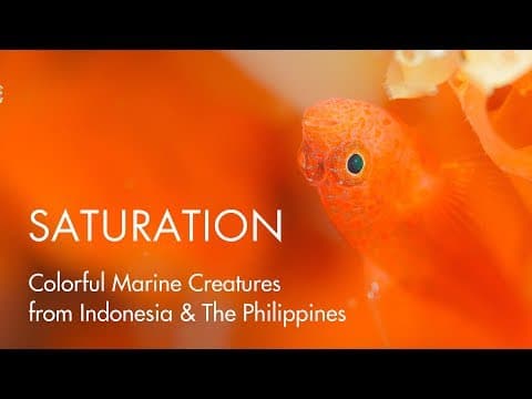 SATURATION - Colorful Marine Creatures from Indonesia and The Philippines