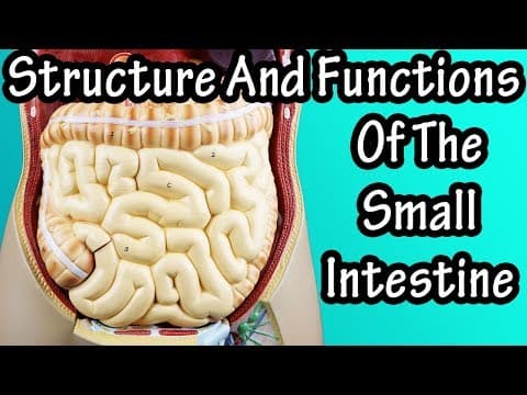 Structure Of The Small Intestine - Functions Of The Small Intestine - What Are Villi