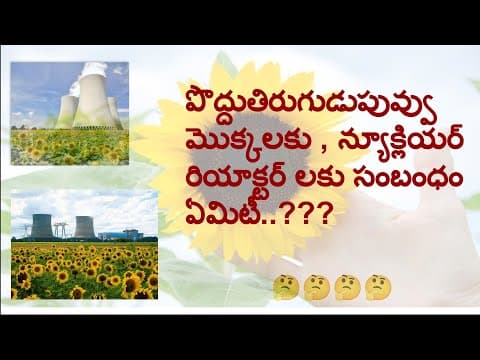 Scientific reason for harvesting sunflower crop near nuclear power plants