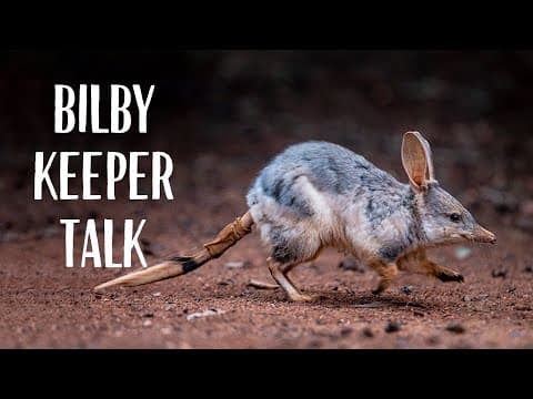 Bilby conservation at the Taronga Zoo
