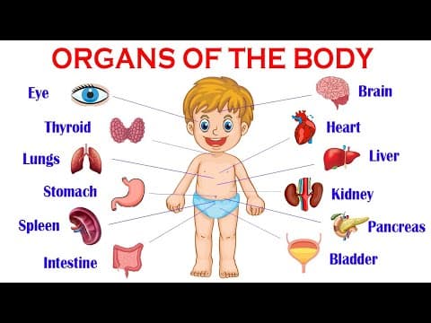 How Do Your Body Parts Work? Organs of the body | Internal body parts and their functions
