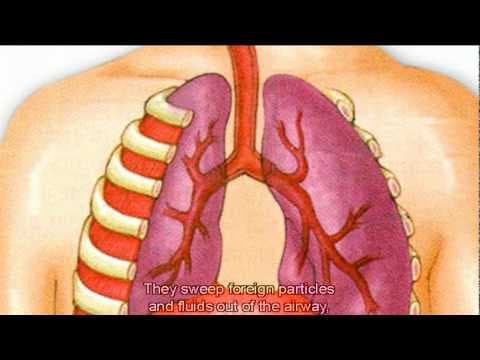 The Respiratory System -How It Works?