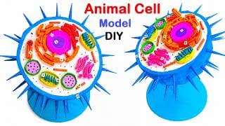 animal cell model 3d making using cardboard