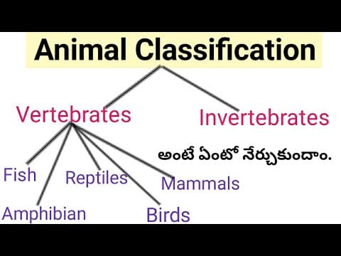 Vertebrates and Invertebrates Animals || Classification of Animal Kingdom || Telugu