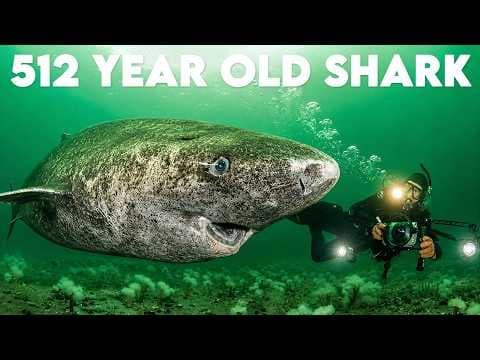 512 Year Old Greenland Shark - Oldest Living Shark - YouTube