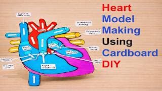 heart model making using cardboard | diy | science project