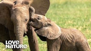 Cutest Baby Animals |Wild Dog, Baboon And Elephants