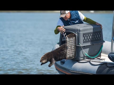 Raising sea otter pups at the Monterey Bay Aquarium
