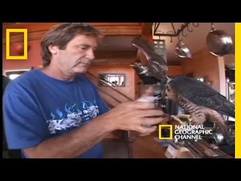 High-Velocity Falcon | National Geographic - YouTube