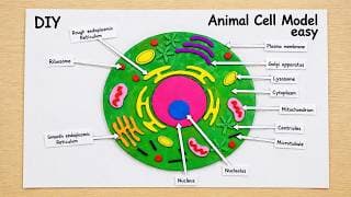 animal cell model making for science project exhibition