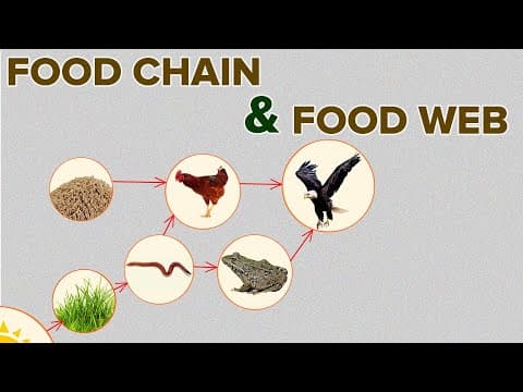 Food Chain and Food Web in Eco-system | Environmental Science