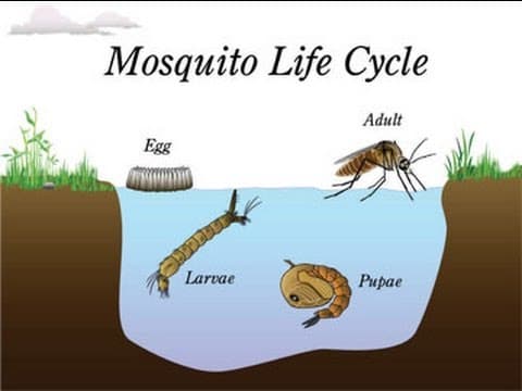 Mosquito Life Cycle Video for Kids -Science for Kids
