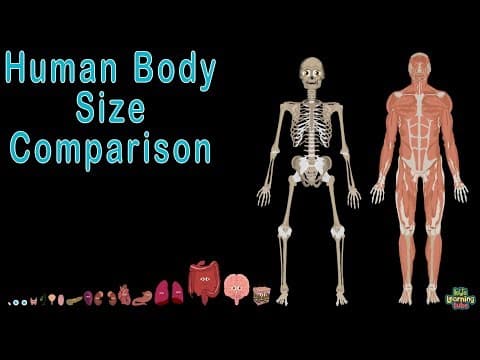 Human Body and Human Body Size Comparison - Human Anatomy Size Comparisons