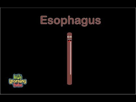Human Body Esophagus Song Human Body Systems