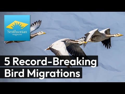 Which birds hold records for the most amazing migrations on Earth