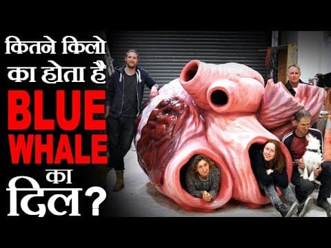कितना बड़ा होता है ब्लू व्हेल का दिल? - amazing random facts