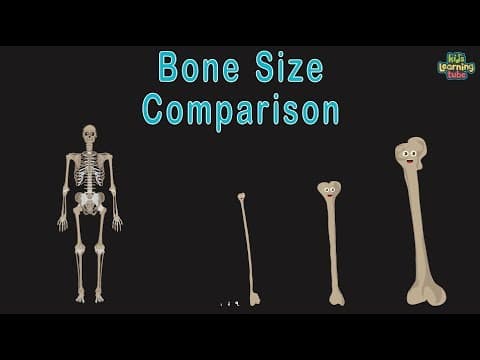 Universe Size Comparison Bone Size Comparison