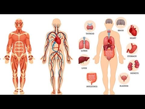Human body parts - how it works with 3d animation - biology science video