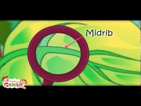 Plant Parts and Functions -Part 2 Kids