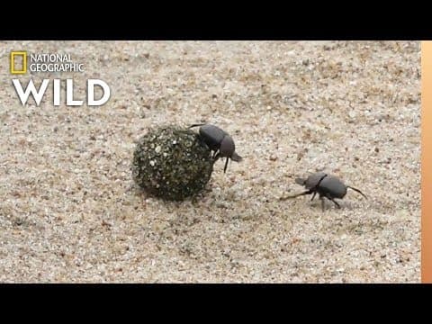 Dung Beetles Battle for a Ball of Poop - Nat Geo Wild