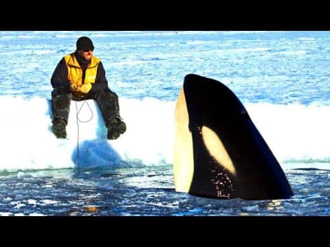 Killer Whale Keeps Asking Researcher For Help - Then The Animal Does Something Unexpected