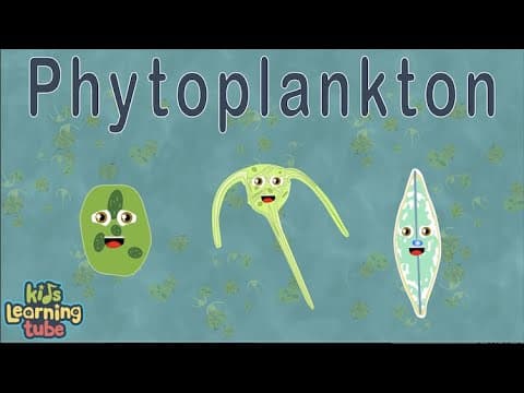 Phytoplankton Diatoms and Dinoflagellates
