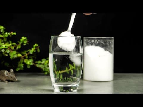 7 easy science experiments with salt - salt tricks