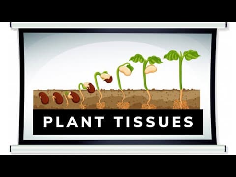 Plant Tissues | Simple Permanent Tissues | Biology