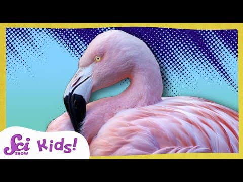 Why Are Flamingos Pink? | The Science of Colors!