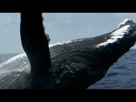 What If You Were Swallowed by a WHALE
