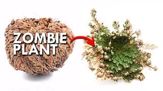 Resurrection Plants | These Plants Come Back From The Dead