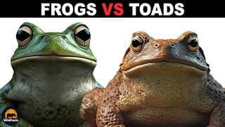 What Is The Difference Between Frogs and Toads