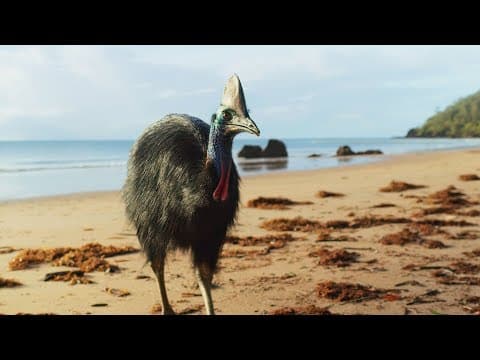 Giant Cassowaries are Modern-day Dinosaurs | Seven Worlds, One Planet
