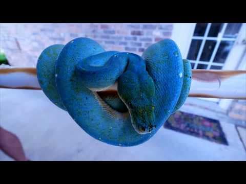 5 Most Beautiful Snakes on Planet Earth