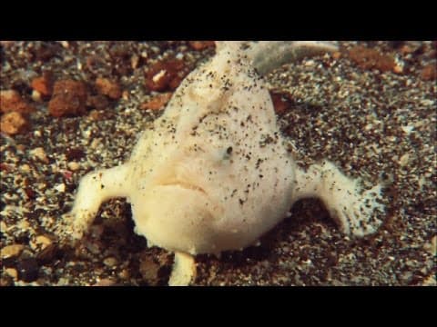 The Vicious Fish With a Strike Like You Wouldn't Believe | Absurd Creatures