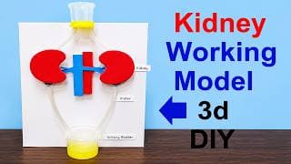 kidney working model 3d making using cardboard and waste materials