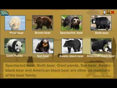 8 Types of Bears Around The World! Animal Science for Kids!