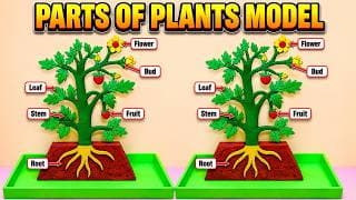 PARTS OF PLANTS MODEL 3d Making using Cardboard - DIY - BIOLOGY SCIENCE Project