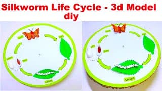 life cycle of silkworm 3d model | silkworm life cycle model