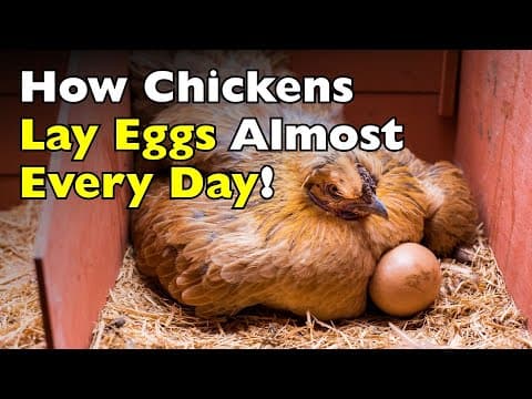 How Do Chickens Lay Eggs Almost Every Day?