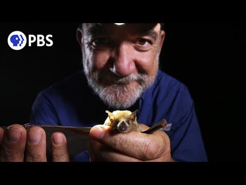 How can glowing poop help bat conservation