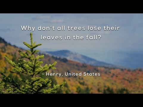 Why don't all trees lose their leaves in the fall