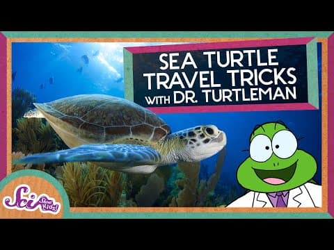 Turtle Travel Tips: How Magnets Can Help Us Navigate | Magnetoreception