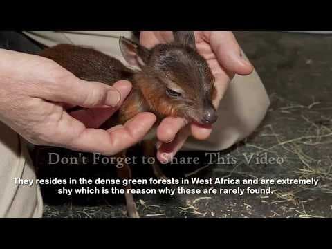 Top 17 Smallest Animals In The World